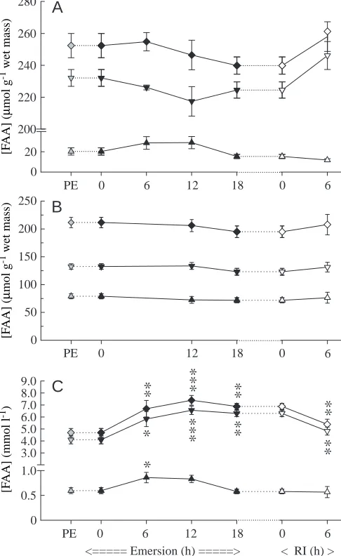 Fig. 3. Changes in amino acid content of muscle (A), hepatopancreas(B) and haemolymph (C) of Necora puber during an 18h air-exposure and subsequent recovery