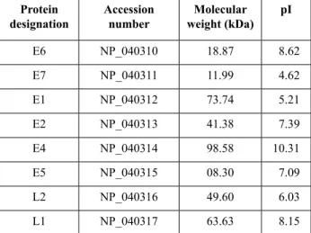 Table 2: Physicochemical properties of different  putative proteins of hPv type 18.