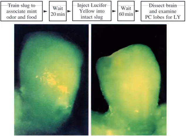 Fig. 1. A series of CCD images of a procerebral lobe stained with a voltage-sensitive dye (Di-4-ANEPPS) to show spontaneous wavepropagation from the apex of the procerebral lobe (upper left of each image) to its base (lower right of each image)