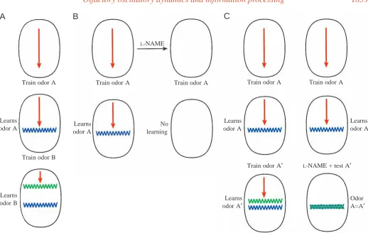 Fig. 3. Diagrammatic representation of a possible relationship between waves, odor memory bands and odor discrimination