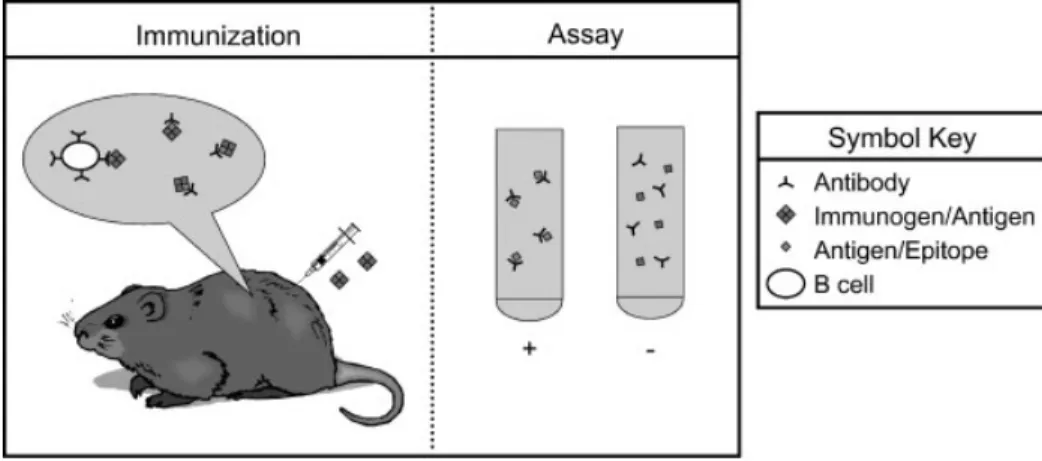 Figure 1. B-cell epitope mapping schematic. The figure schematically depicts an epitope mapping experiment