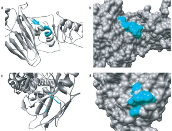 Figure 2. Continuous versus discontinuous epitopes. This figure contrasts the difference between a continuous and discontinuous epitope in Hemaglutinin precursor protein  (Swiss-Prot ID: P03435, PDB code: 1HA0) of Influenza A virus
