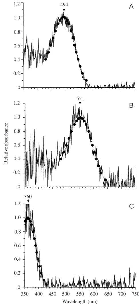 Fig. 2A, we were able to estimate that cones constituteapproximately 10% of the photoreceptor cell population.However, although most ‘edge-on’ micrographs revealed the