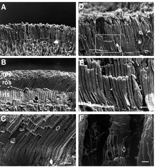 Fig. 2. Scanning electron micrographs of the photoreceptors in the retina of Python regiusphotoreceptor, the ﬁlled arrow to the base of a cone