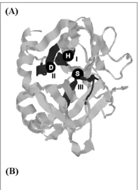 Figure 1: (a) The ScanProsite tool allows the visualisation of PROSITE motifs on 3D structures