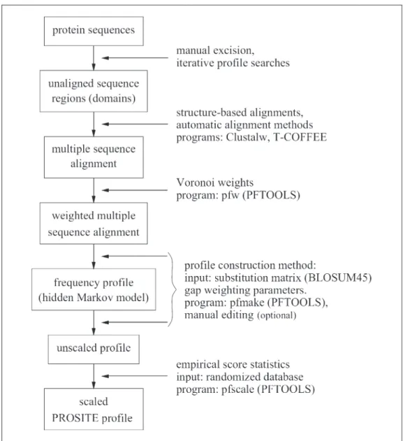 Figure 2: Construction of a PROSITE profile entry. The individual steps of the process are described in the text