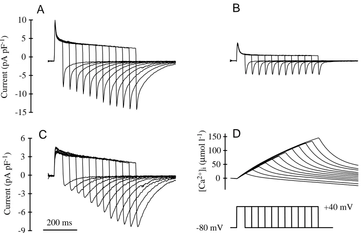 Fig. 1. Effects of the duration ofmembrane depolarization on the(10Nicurrents and are shown in D