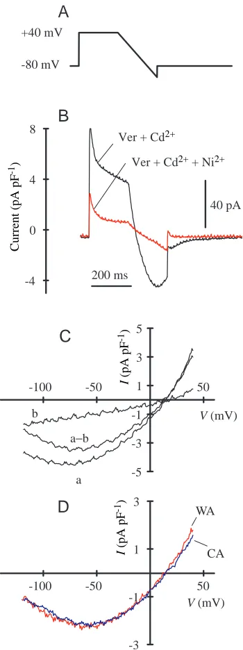 Fig. 4. First, membrane current was recorded in the absenceof channel and exchanger blockers (Fig