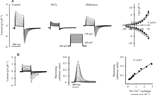 Fig. 3. Voltage-dependence of Ni2+by square-wave pulses (200 ms) from -sensitive outward and inward currents upon step changes in membrane potential