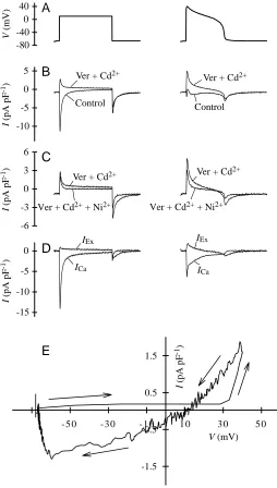 Fig. 4. Determination of sarcolemmal Ca2+myocytes (method 1). Myocytes were voltage-clamped by square-wave pulses (from waveforms (A) at the rate of 0.1Hz