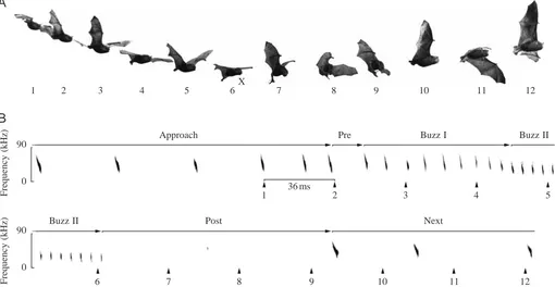 Fig. 1. A typical prey-capture sequence by Myotis daubentonii in the ﬁeld. (A) Multi-ﬂash images of the bat with 0.036s between images