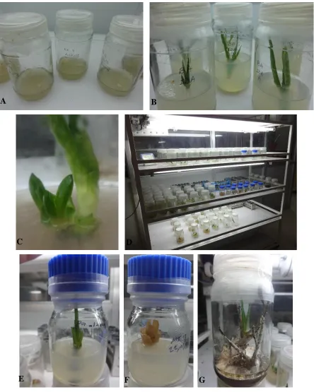 Figure 2: In vitro grown of Aloe vera 