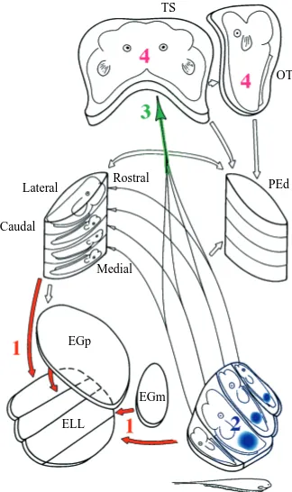 Fig. 7. On this ﬁgure of electrosensory pathways in the gymnotiformﬁsh (modiﬁed from Carr and Maler, 1986), we have labeled regionswhere the proposed computations for high-frequency electrolocationmight be implemented
