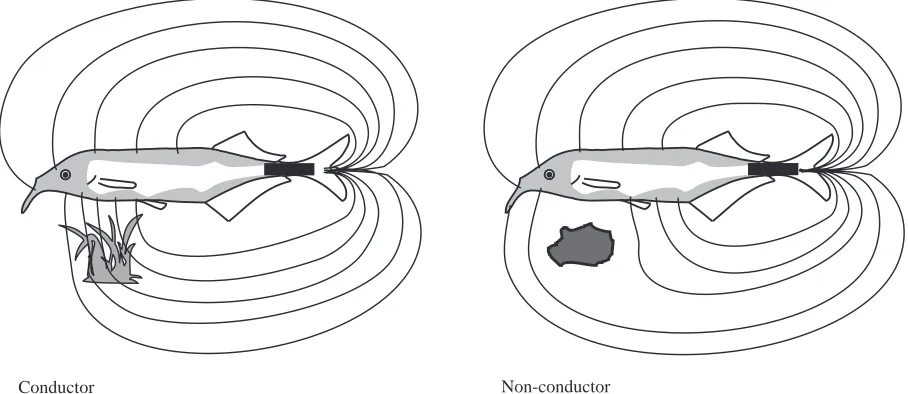 Fig. 1. Schematic two-dimensional drawings of the electric ﬁelds of a Gnathonemus petersii distorted by a water plant (good conductor, left)and a stone (isolator, right)