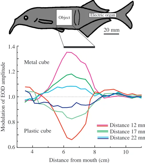 Fig. 2. Principle of electric image generation by a spherical metalobject at two different distances from the ﬁsh
