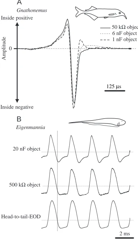 Fig. 8. Schematic representation of the principles of electrolocationin a mormyrid pulse-type electric ﬁsh