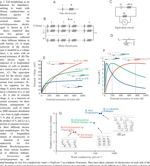 Fig. 2. Tail morphology as anadaptation for impedance-