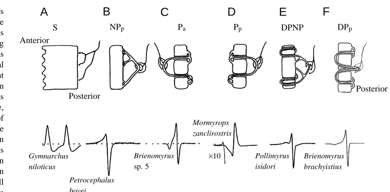 Fig. 6. ofmormyriform 