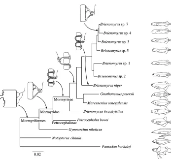 Fig. 7. Phylogenetic hypothesis for 12mormyrids plus two osteoglossomorphsused as outgroups