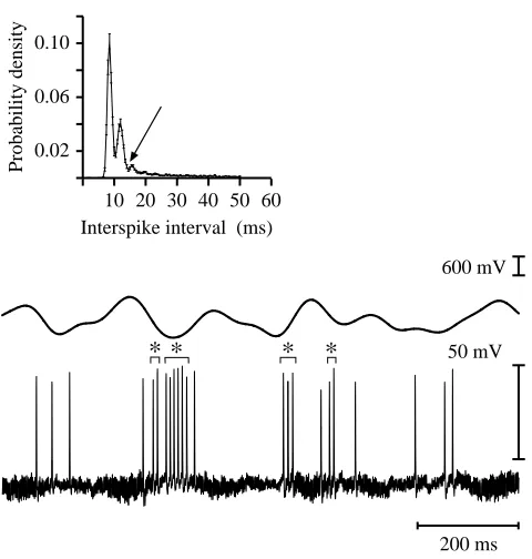 Fig. 9. Pyramidal cells ﬁre in bursts. Bottom panel: intracellularrecording from an I-type pyramidal cell in response to the randomamplitude modulation stimulus shown on top