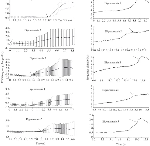 Fig. 5. (A) Averaged jamming avoidance responses of ﬁve trained Eigenmanniasame ﬁve trained (EOD) with respect to EOD frequency at stimulus onset (the arrows show where the time is set back to zero)