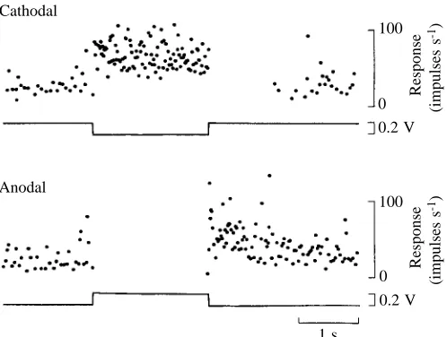 Fig. 1. Response of a platypus electroreceptor (bill skin) to bipolarstimulation of the moist skin surface (taken from Proske et al., 1998,with permission).