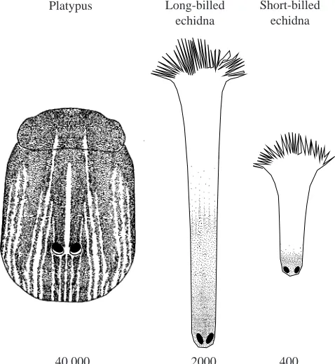 Table 1. Comparison of electroreception in electric ﬁsh and in monotremes