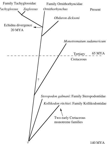 Fig. 6. Phylogeny of monotremes. Echidna/platypus divergence wasvery recent (approximately 20 million years ago, MYA, according toDNA evidence)