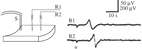 Fig. 2. Conduction time: an impulse initiated at the stimulating site(S) propagates past recording electrodes (R1, R2)