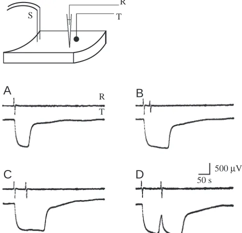 Fig. 3. Superimposed traces showing the effect of the refractoryperiod. With two shocks 30s apart, the second shock elicits animpulse with a reduced conduction velocity and amplitude (spongeshows relative refractoriness), but with shocks 25 s apart theprep