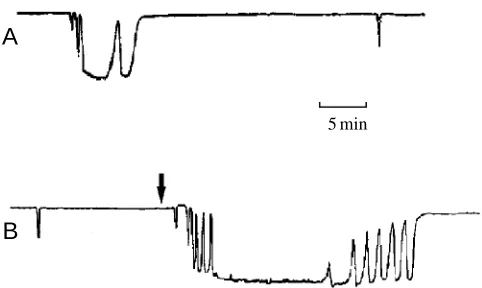 Fig. 6. Flow meter recordings from the osculum of an intact sponge.(A) ‘Spontaneous’ arrest sequence; (B) effect of addition (arrow) ofparticles (sediment from the natural substratum) to the tank in whichthe sponge was kept