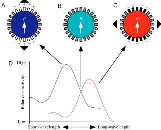 Fig. 2. Predicted orientation of newts after trainingunder long-wavelength light (yellow shading) if the