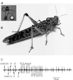 Fig. 1. (A) Advanced telemetric device forrecording electromyograms (EMGs) of locustsduring free ﬂight (mass 0.3 g, battery included)using SMD components (scale: small squares1mm2)