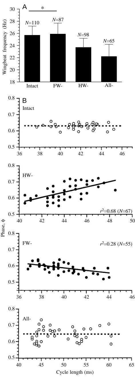Fig. 3. (A) Instantaneous effects of tegula ablation (FW-, forewingtegulae removed; HW-, hindwing tegulae removed; All-, fore- andfree locust ﬂight (hindwing tegulae removed) on the wingbeat frequency fWB duringT=34°C)
