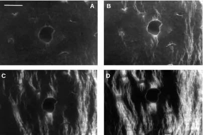 Fig. 3. Tensile surface of a specimen from the anterior cortex of the equine radius. At the centre of the ﬁeld of view, a blood vessel has been cutin a transverse/slightly oblique section