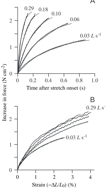 Fig. 2. Force increase during low-velocity stretch. (A) Increase inforce as a function of time