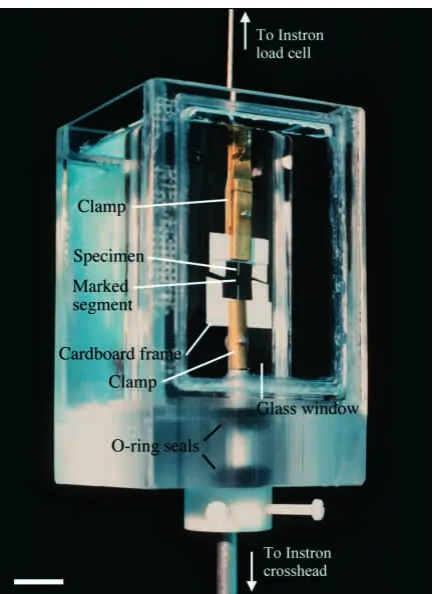 Fig. 3. The chamber used in the tensile testing of specimens oftubule dimensions. Specimens were glued to a cardboard frame usingcyanoacrylate adhesive and then clamped to the test apparatus.During tests, the chamber was ﬁlled with distilled water; two O-r