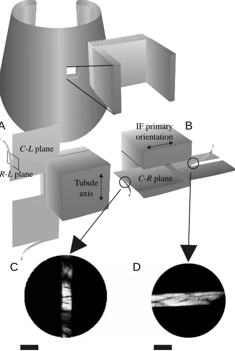 Fig. 6. Illustrations of keratin strand specimen preparation. Sections7radial–longitudinal (plane, or (B) by ﬁrst sectioning in the 7.5onto a microtome stage in an upright position using mountingmedium