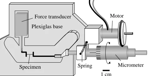 Fig. 7. Micromechanical test system. The test system consisted of avery sensitive force transducer and a motor-controlled micrometerthat provided a constant displacement rate