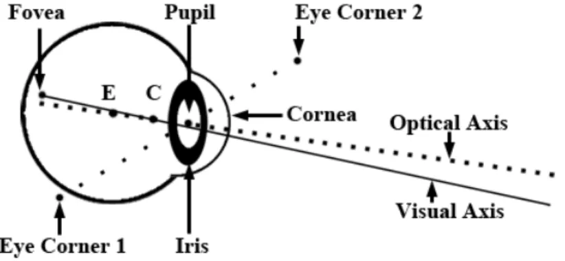 Figure 1.1: Structure of the human eye