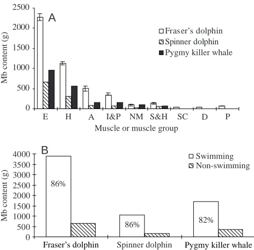 Fig. 2. (A) Myoglobin (Mb) content ([Mb] ×dolphins. (B) Mb content of swimming muscles