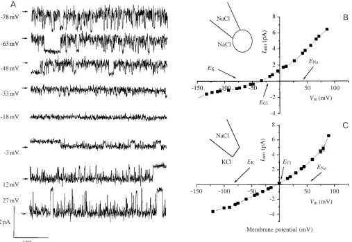 Fig. 2. Single-channel Cl−different membrane potentials ( currents in isolated epithelial cells of eel intestine