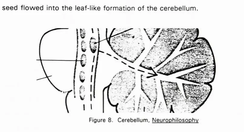 Figure 8.Cerebellum, Neurophilosophy
