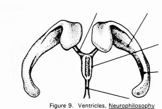 Figure 9.Ventricles, Neurophilosophy