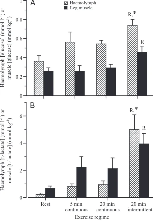 Fig. 4. (A) The concentration of glucose (mmoll−1) in thehaemolymph and leg muscle (mmolkg−1) of Gecarcoidea nataliseither at rest or after exercise