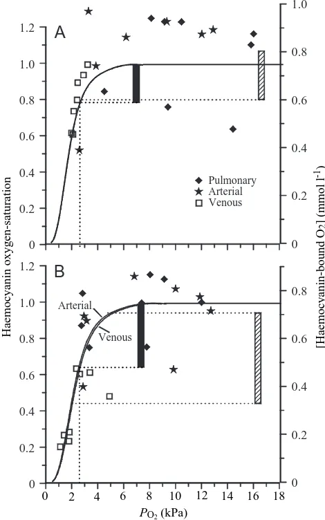 Fig. 7. Oxygen equilibrium curves (saturation given as relativehaemocyanin-saturation) simulated for and venous ((data from Adamczewska and Morris, 1998)