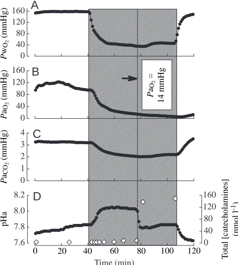 Fig. 7. Representative continuous in vivo recordings from a singlehypercapnic ﬁsh illustrating the effects of acute graded hypoxia on(A) PwO∑, (B) PaO∑, (C) PaCO∑ and (D) pHa and total catecholaminelevels (open diamonds)