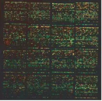 Figure 1: A typical raw image of a microarray: it consists of 4blocks and each block is composed of 24 × 4 × 24 spots [3].