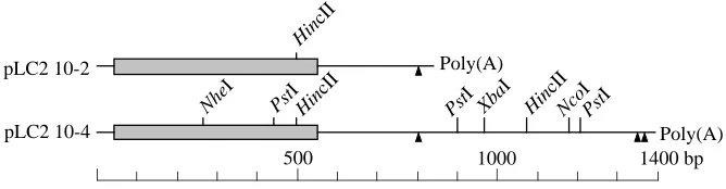 Fig. 1. Partial restriction maps of cDNA clonesencoding the two myosin regulatory light chainsof carp fast skeletal muscle