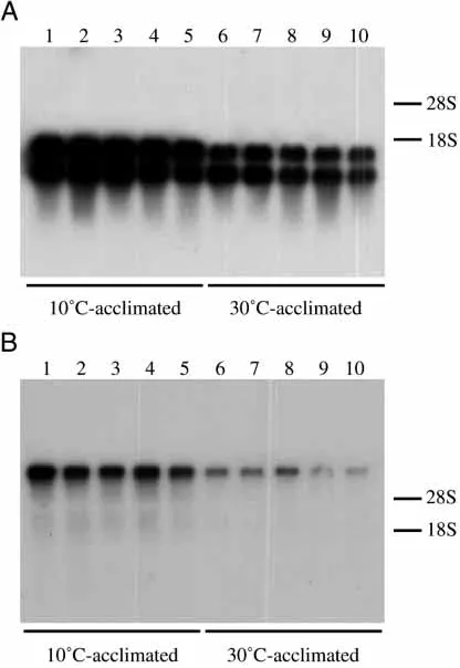 Fig. 4. Comparison of the deduced amino acidsequence of the myosin regulatory light chainfast skeletal muscle (Maeda chicken smooth muscle (Messer and Kendrick-Jones, 1988) compared with those in carp RLC areshown by periods and dashes, respectively